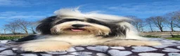Tibetaanse Terriër honden te koop: Tibetaanse Terriër reutje beschikbaar  - Advertentie 8