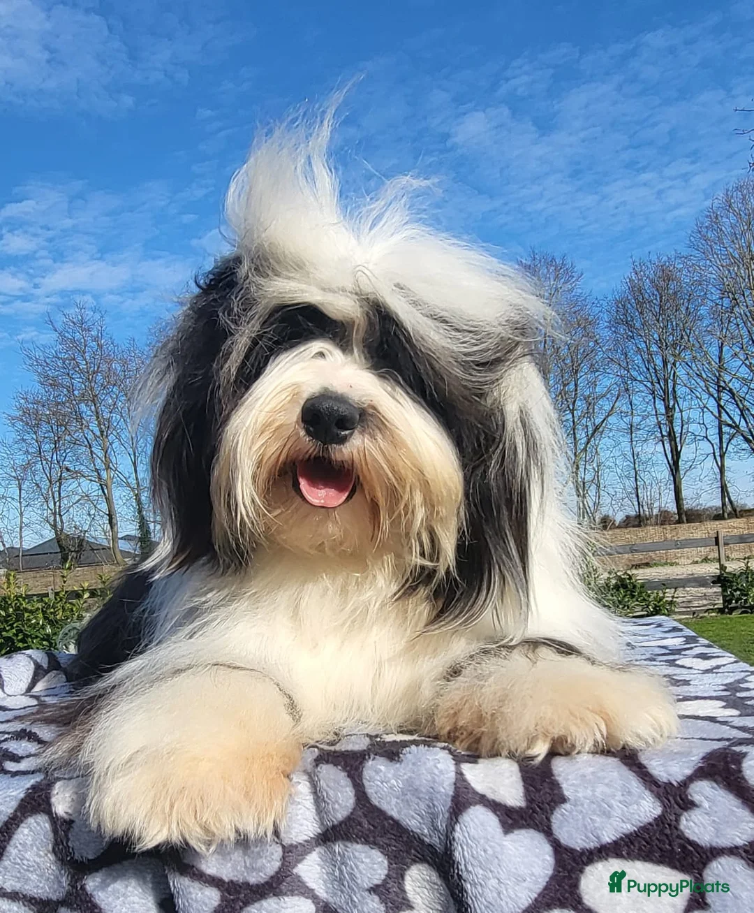 Tibetaanse Terriër honden te koop: Tibetaanse Terriër reutje beschikbaar  - Advertentie 8