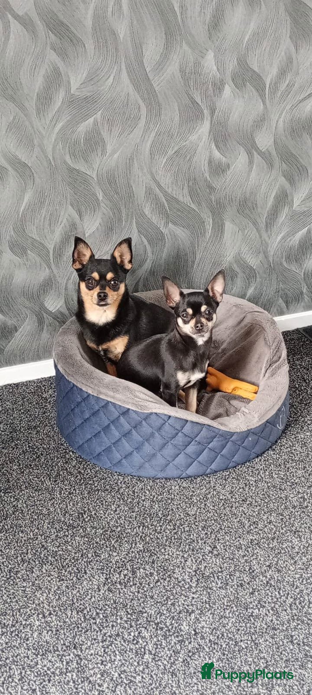 Chihuahua honden te koop: Raszuivere chihuahua pups - Advertentie 5
