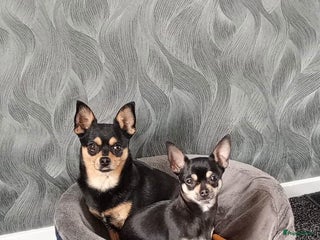 Chihuahua honden Raszuivere chihuahua pups - Advertentie 9