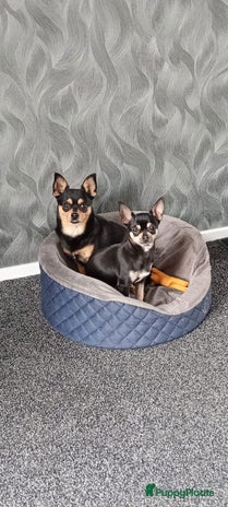 Chihuahua honden Raszuivere chihuahua pups - Advertentie 4