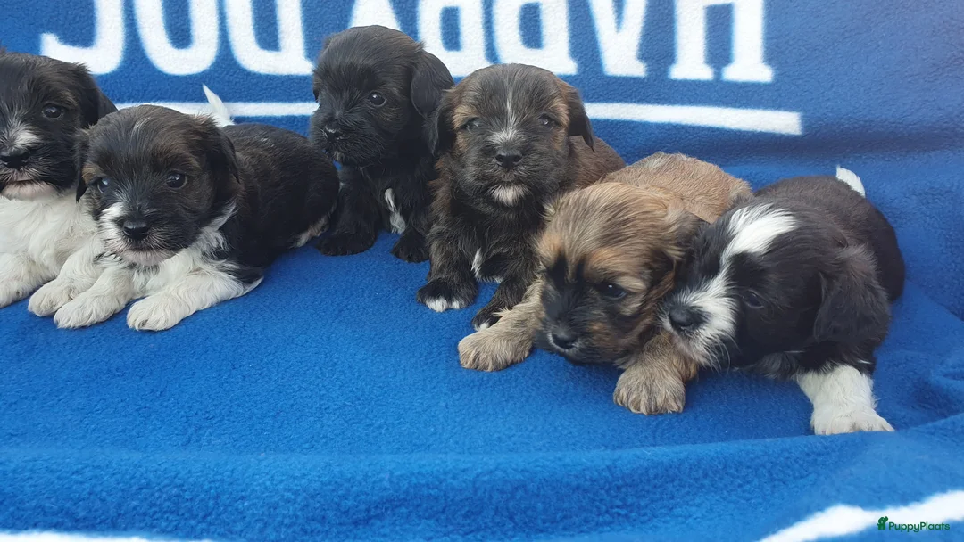 Galerij afbeelding {{count}}