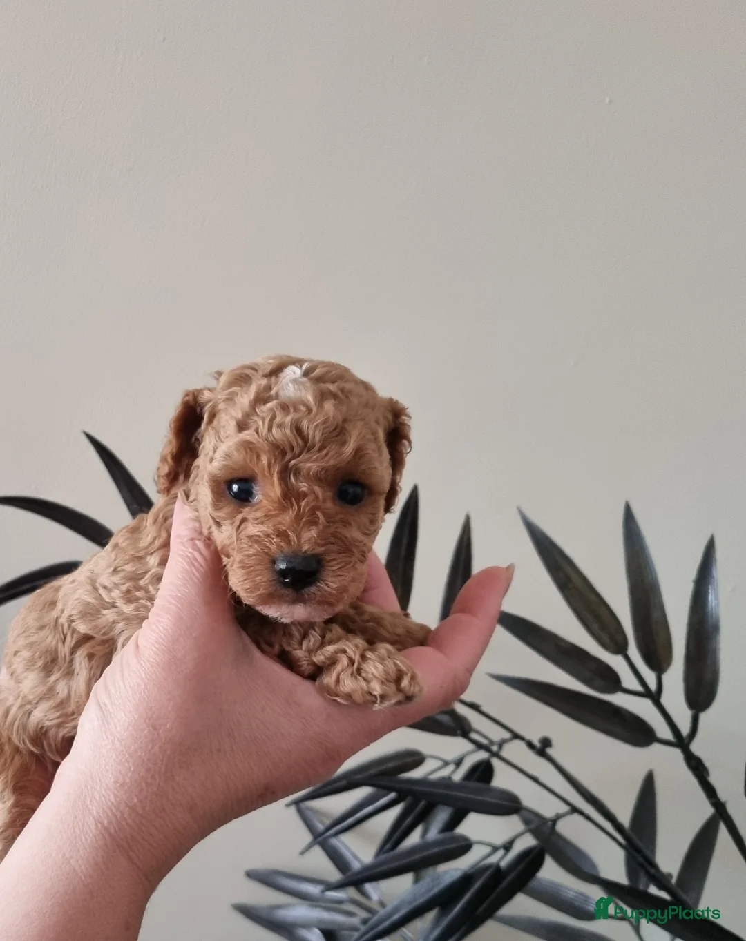 Poedel Toy honden te koop: Toy poedel pups - Advertentie 8