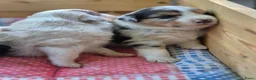 Australian Shepherd honden te koop: Australian sheperd pups - Advertentie 4