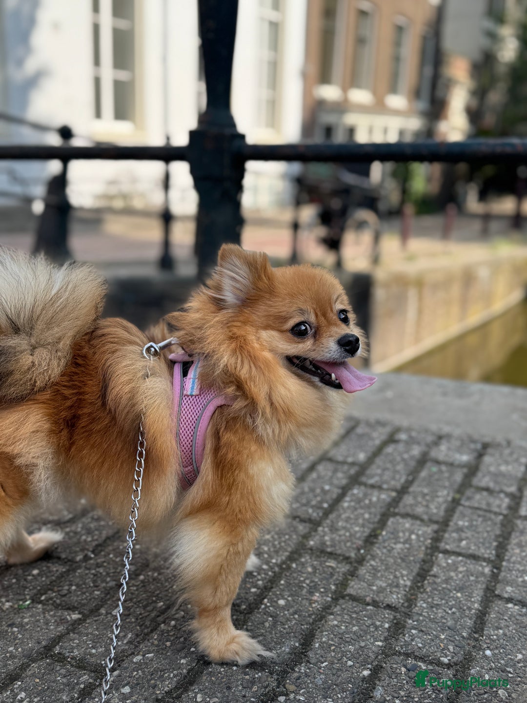 Pomeriaan honden te koop: Cute Pomeriaan Pups – Klaar voor Kerst! - Advertentie 8