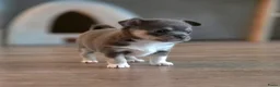 Chihuahua honden te koop: Prachtige blau grijze Chihuahua pup - Advertentie 5