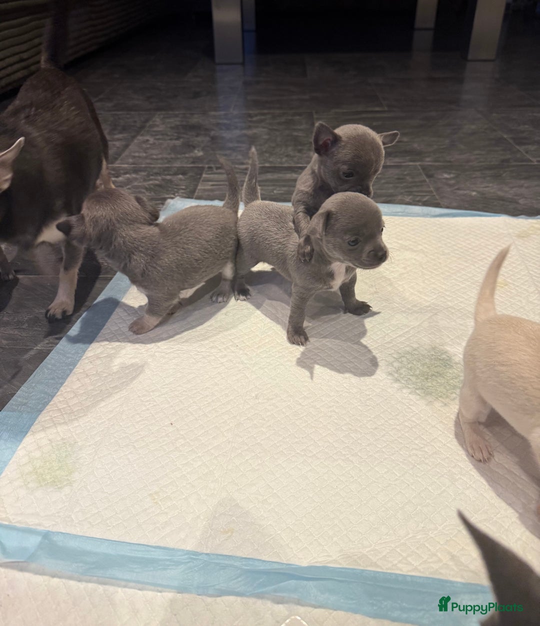 Chihuahua honden te koop: Te koop chihuahua pups - Advertentie 11