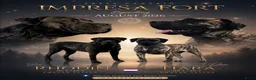 Presa Canario honden te koop: Presa canario pups teefjes  in Hengstdijk - Advertentie 2