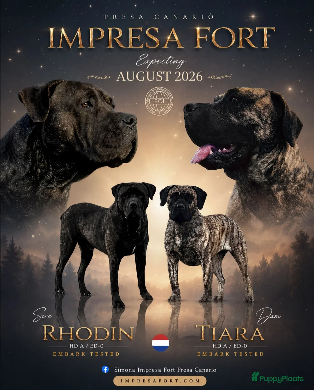 Presa Canario honden te koop: Presa canario pups teefjes  in Hengstdijk - Advertentie 2