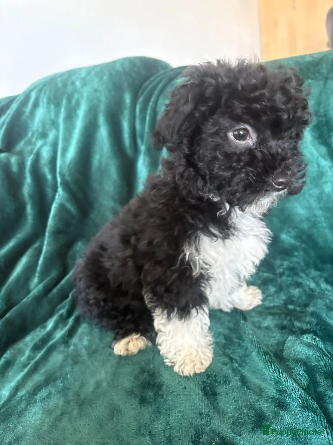 Poedel Toy honden te koop: Toypoedel zusjes toy poedel - Advertentie 10