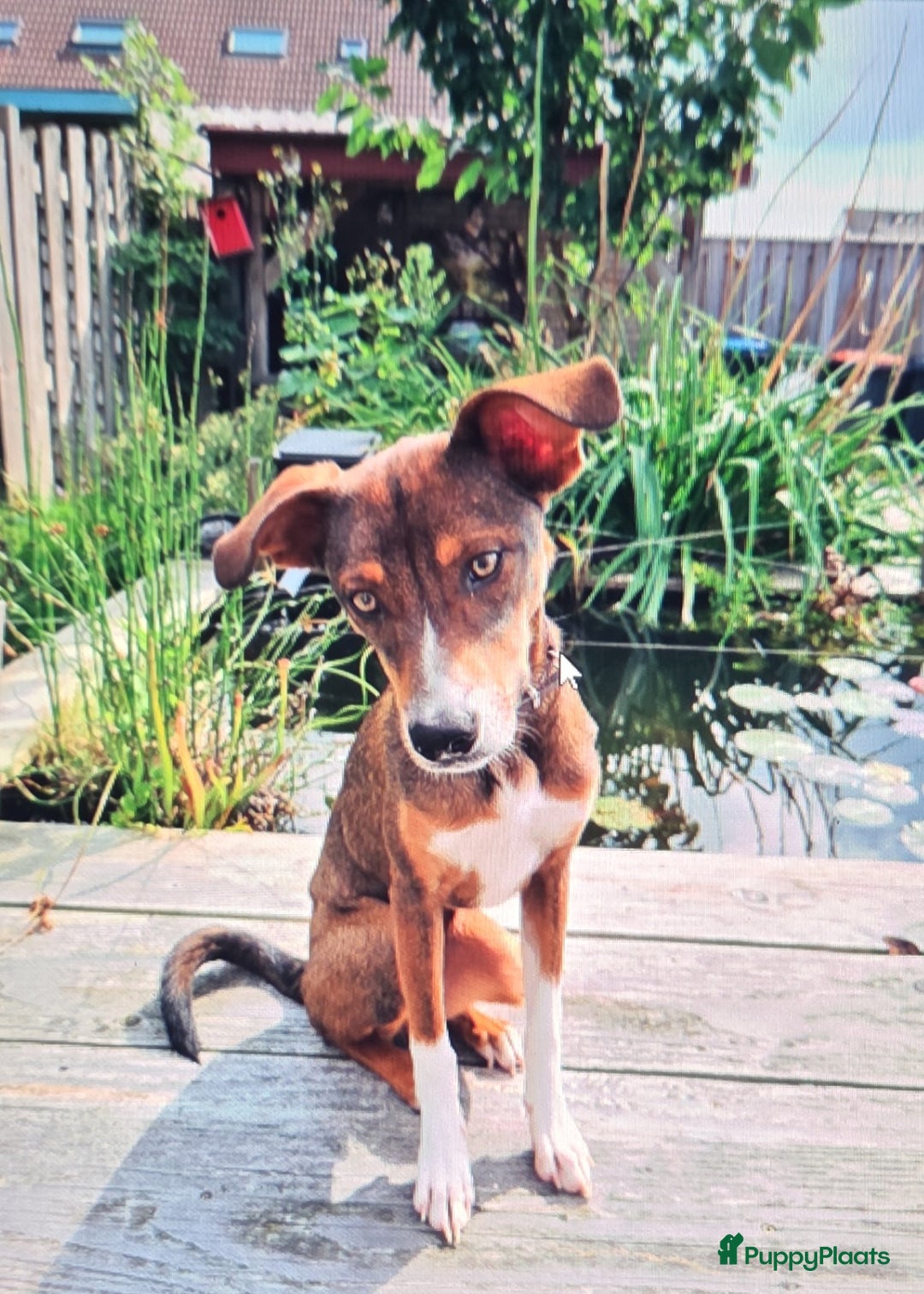 Kruising honden te koop: Kruising X Husky pups! Super mooi en leuk! - Advertentie 10