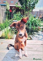 Kruising honden - Advertentie 2