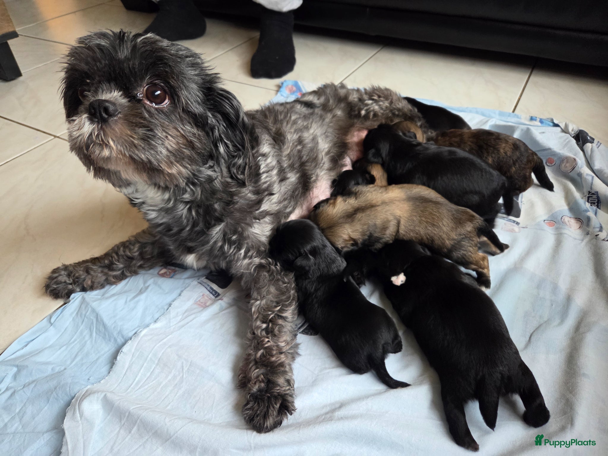 Boomer honden Nog 3 prachtige boomerpups beschikbaar  - Advertentie 1