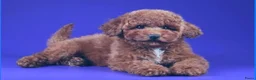 Maltipoo honden te koop: 💙🩷 nestje Maltipoo pups verwacht eind aug💙🩷 - Advertentie 3