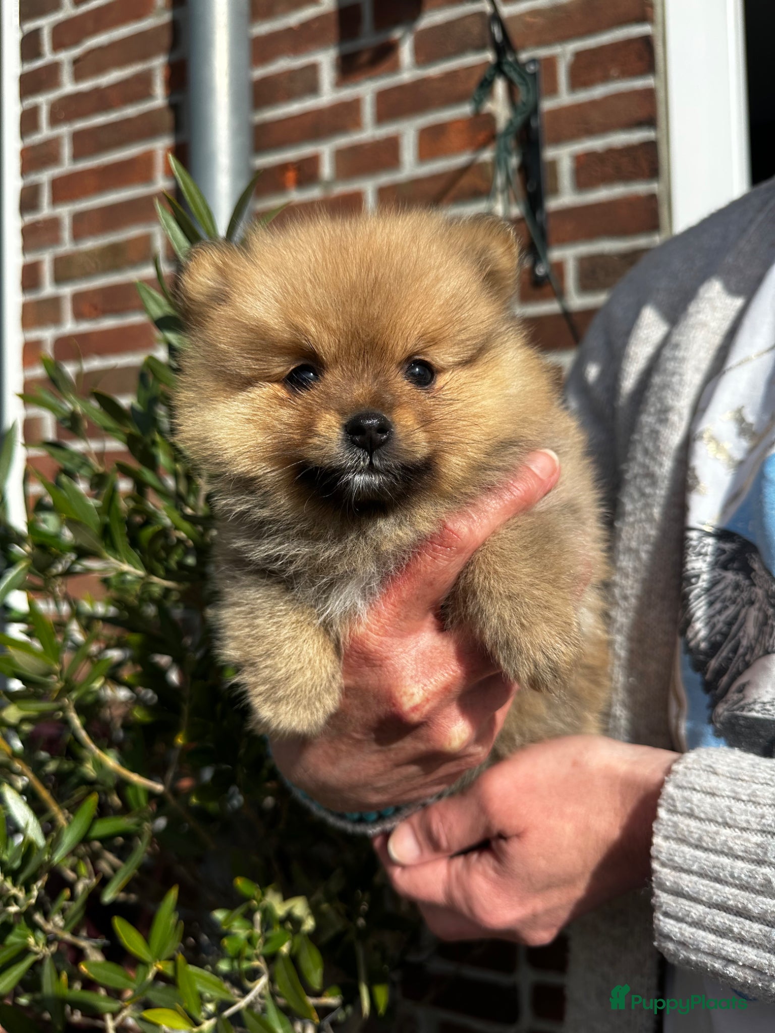 Pomeriaan honden   Pomeriaan teefje raszuiver ! - Advertentie 3