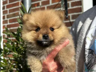 Pomeriaan honden Pomeriaan teefje raszuiver ! - Advertentie 3