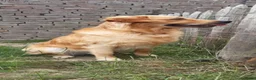Kruising honden te koop: Eurasier/Duitse Herder x Golden Retriever pups - Advertentie 5