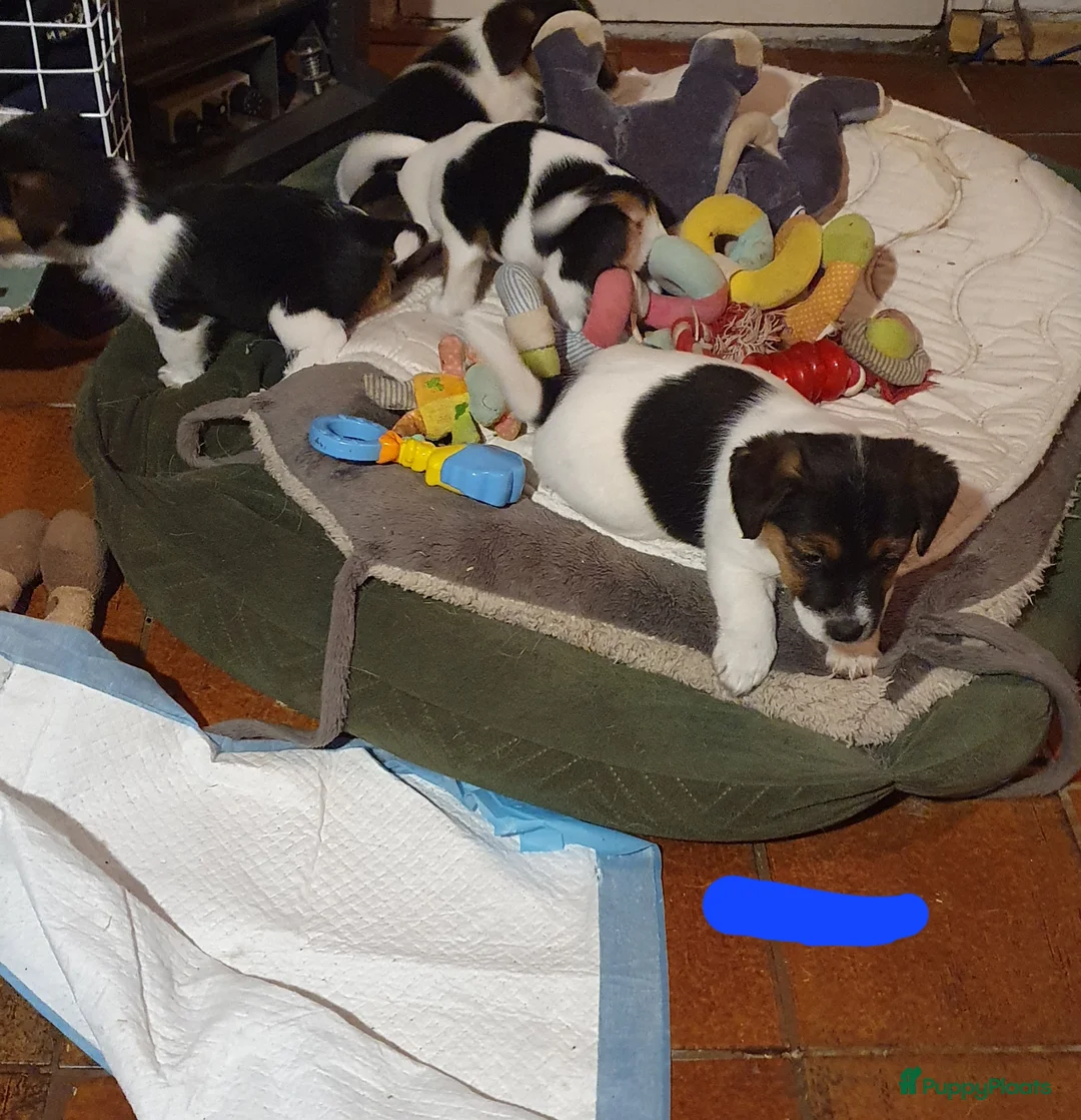 Jack Russel Terriër honden te koop: Gezonde raszuiver gefokt Jack Russel pups laagbeen - Advertentie 2