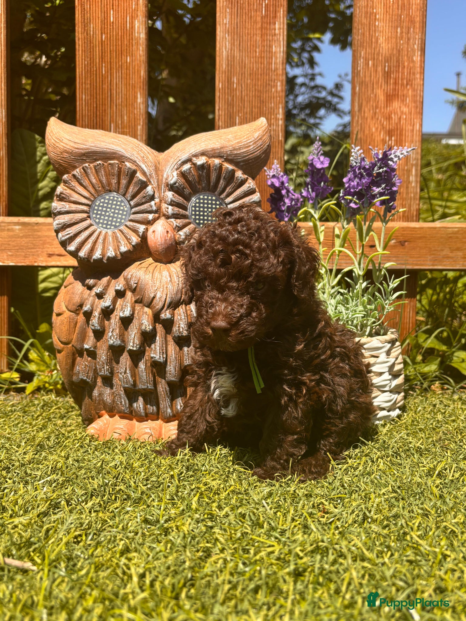 Kruising honden Prachtige hypoallergene pups te reserven - Advertentie 1