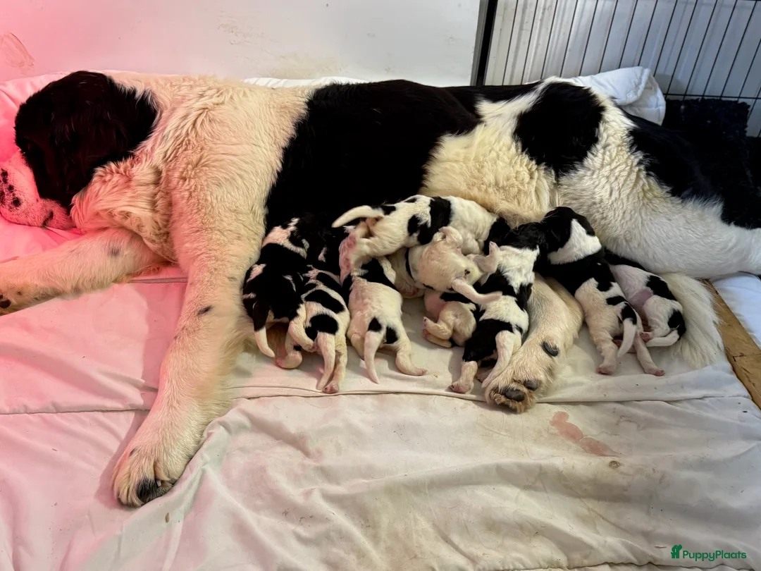 Newfoundlander honden te koop: Newfoundlander pups  - Advertentie 16