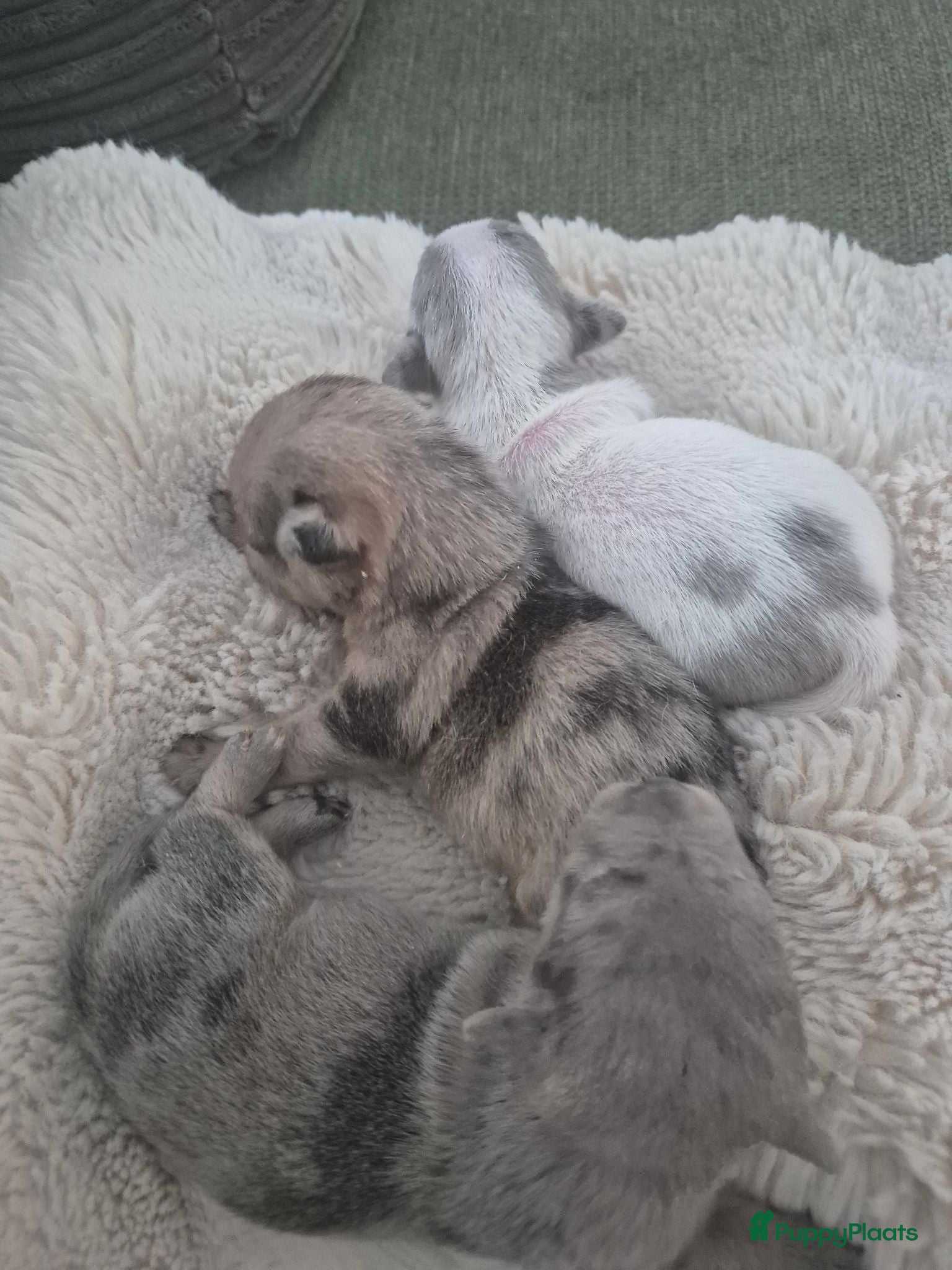 Jack Russel Terriër honden 3 mooie merle meisjes - Advertentie 18
