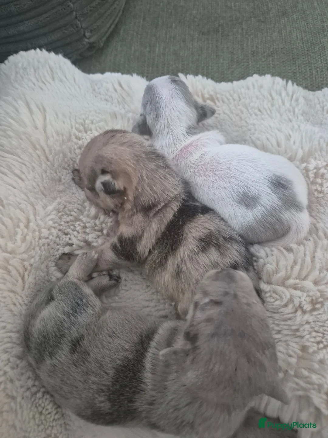 Jack Russel Terriër honden te koop: 3 mooie laagbenige Jack Russell merle meisjes - Advertentie 1