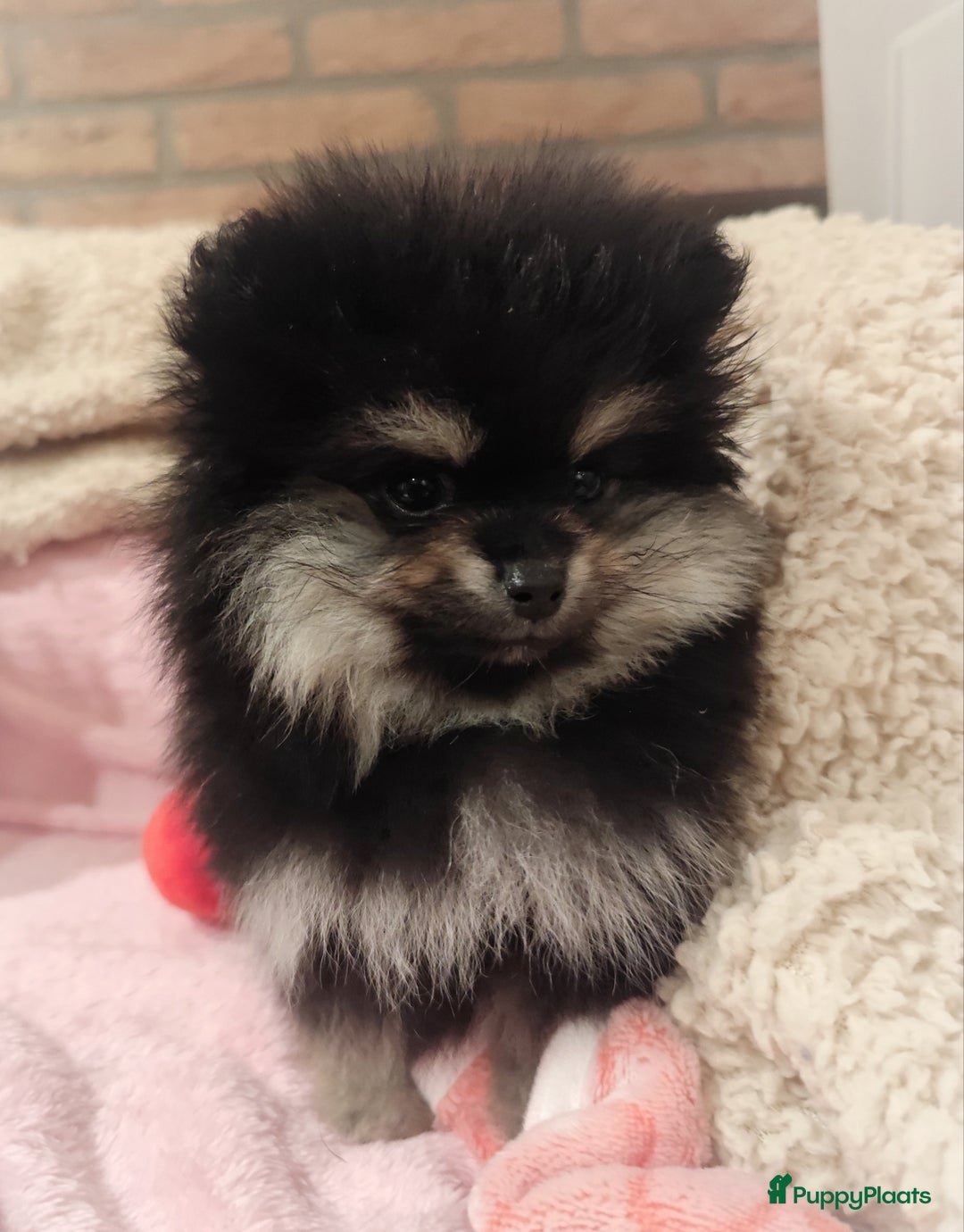 Pomeriaan honden te koop: Nog twee super schattige knappe pomeranian puppys - Advertentie 8