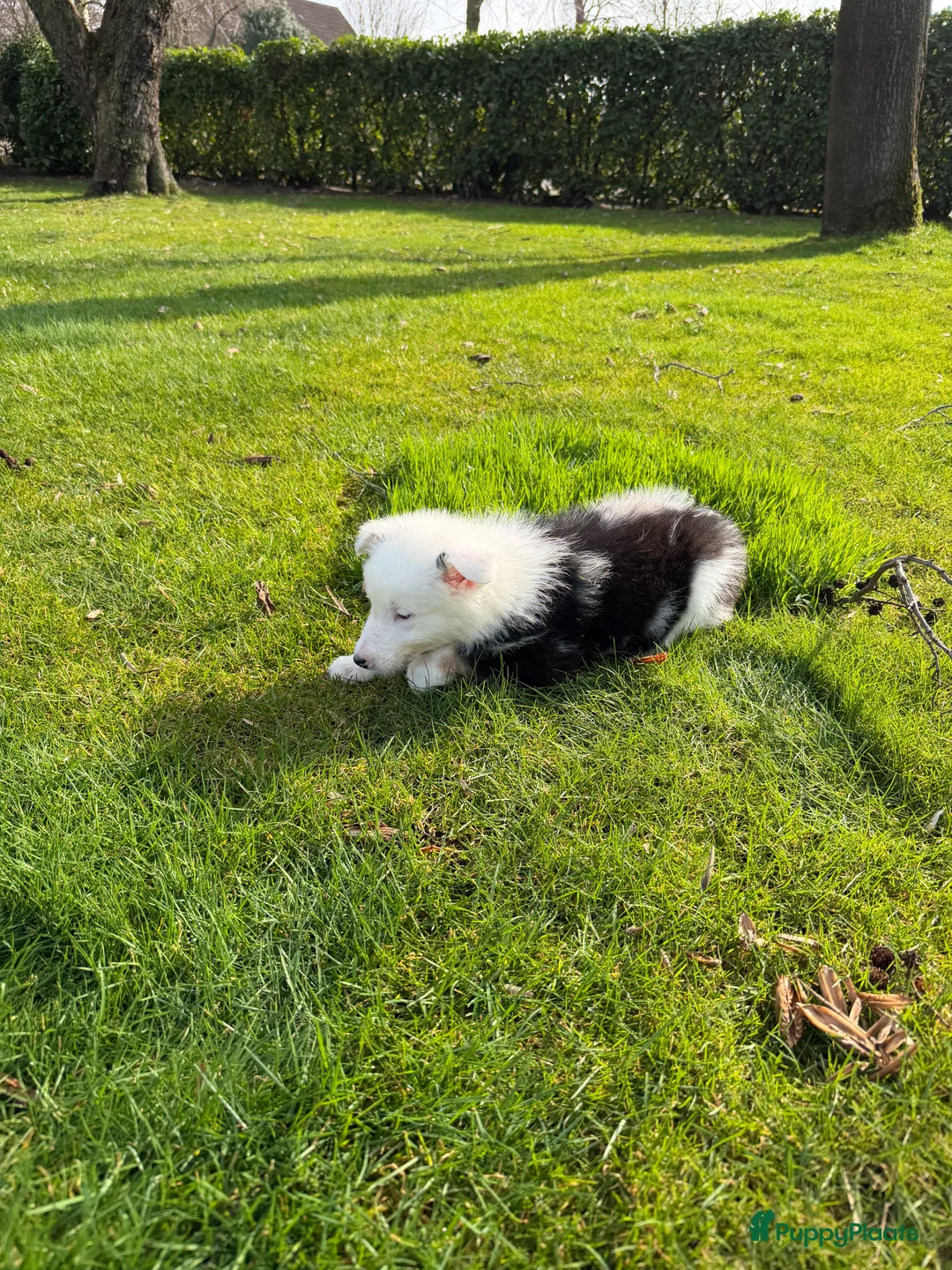 Kruising honden te koop: Australian Shepherd x Border Collie pups - Advertentie 24