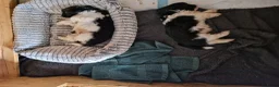 Shih Tzu honden te koop: Raszushih tzu pupsverkocht in okt weer een nestje  - Advertentie 10