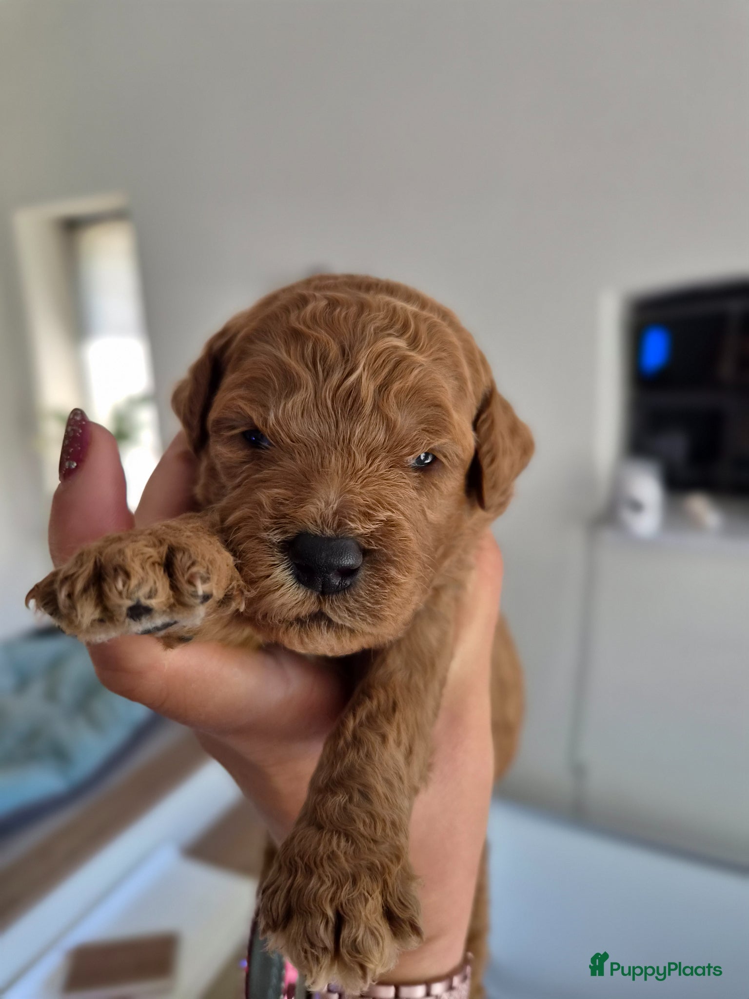 Australian Labradoodle honden Prachtige medium labradoodle pups - Advertentie 1