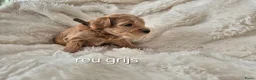 Australian Labradoodle honden te koop: Australian labradoodle pups te reserveren  - Advertentie 3