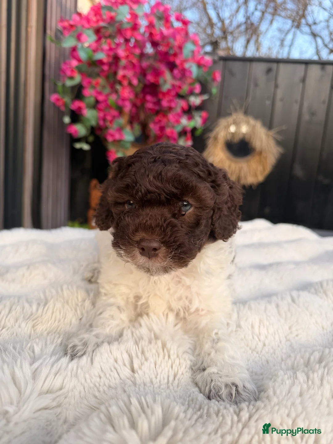 Maltipoo honden te koop: Maltipoo pups - Advertentie 14