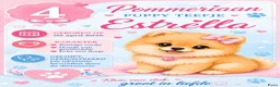 Pomeriaan honden te koop: Schattige Pommeriaan Puppy's  - Advertentie 5