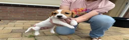 Jack Russel Terriër honden te koop: Jack Russell pups te koop - Advertentie 6
