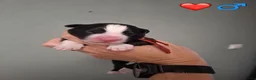 Border Collie honden te koop: Liefdevol gefokte Border Collie pups (FCI/LOSH) - Advertentie 11