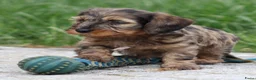 Ruwhaar Teckel honden te koop: Teckel pups ruwhaar - Advertentie 2