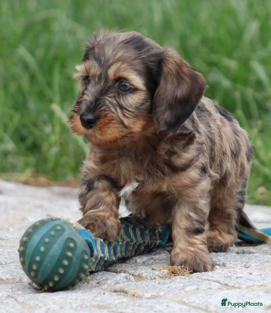 Ruwhaar Teckel honden te koop: Teckel pups ruwhaar - Advertentie 2
