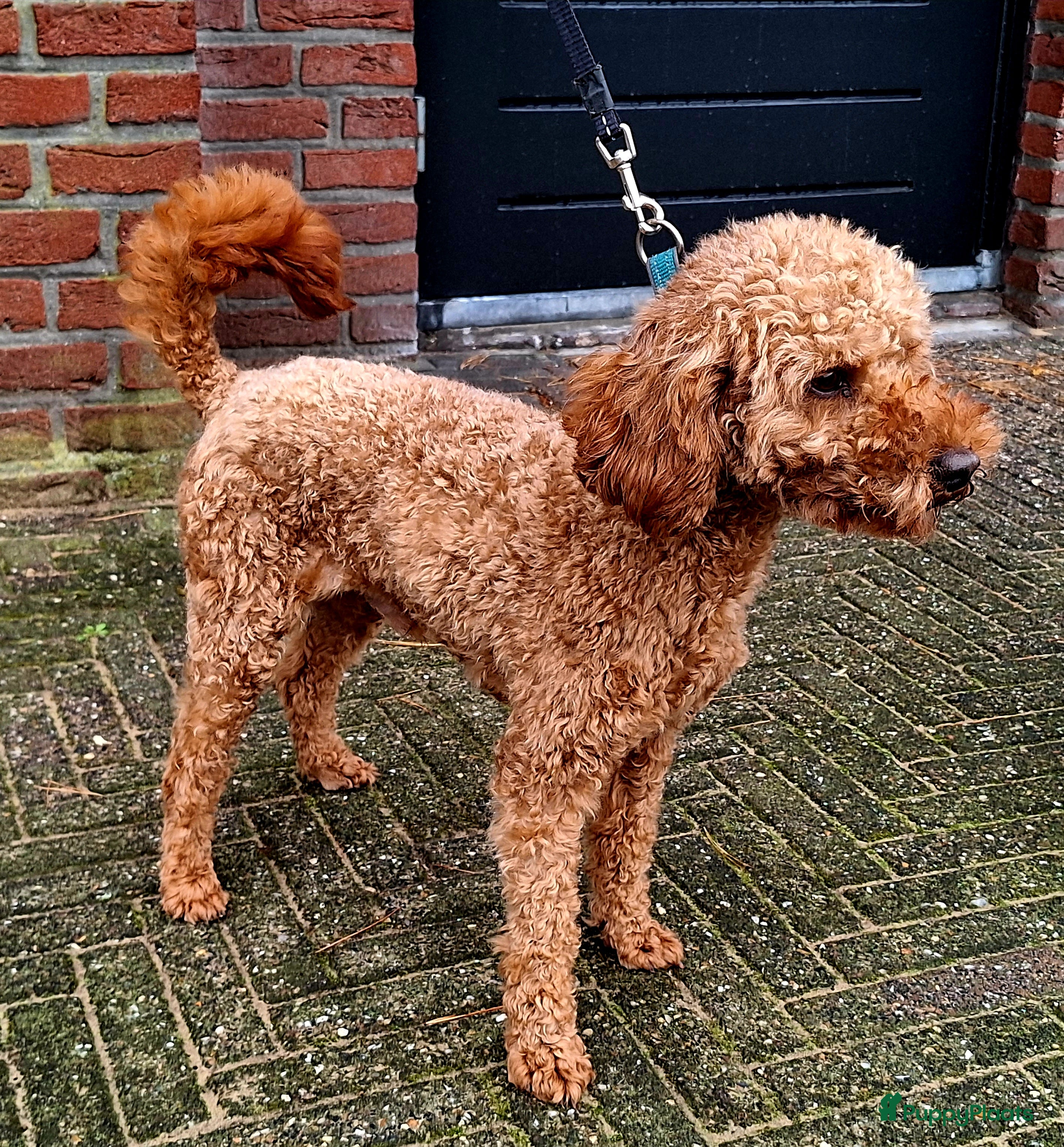 Dwergpoedel honden rode kleine dwergpoedel dekreu in Budel - Advertentie 2