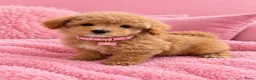 Maltipoo honden te koop: Prachtige maltipoo pups  - Advertentie 3
