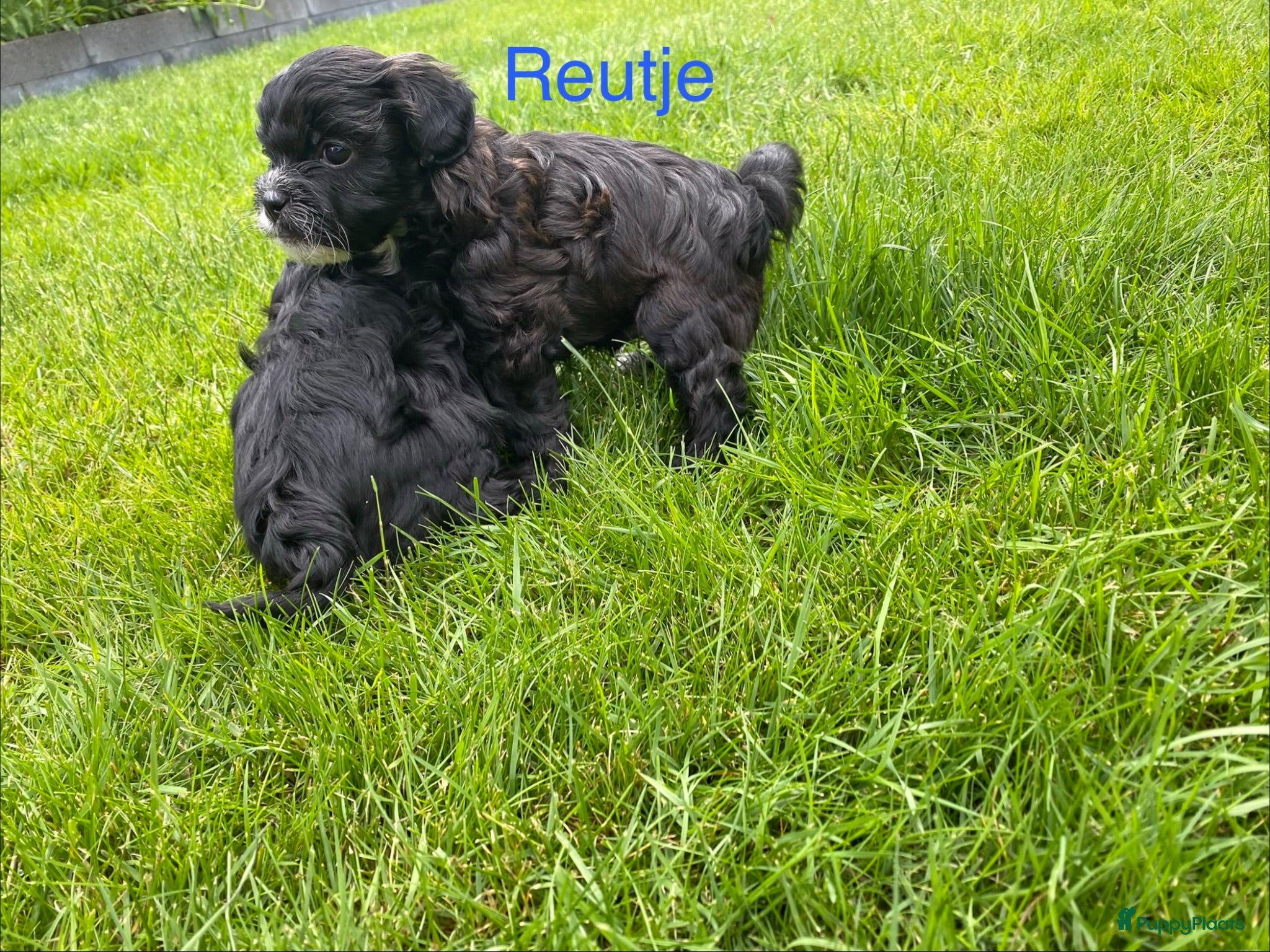 Shihpoo honden Prachtige Shihpoo pups (nog 1 reutje) - Advertentie 1