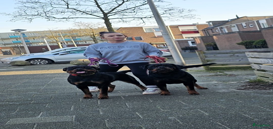 Galerij afbeelding {{count}}