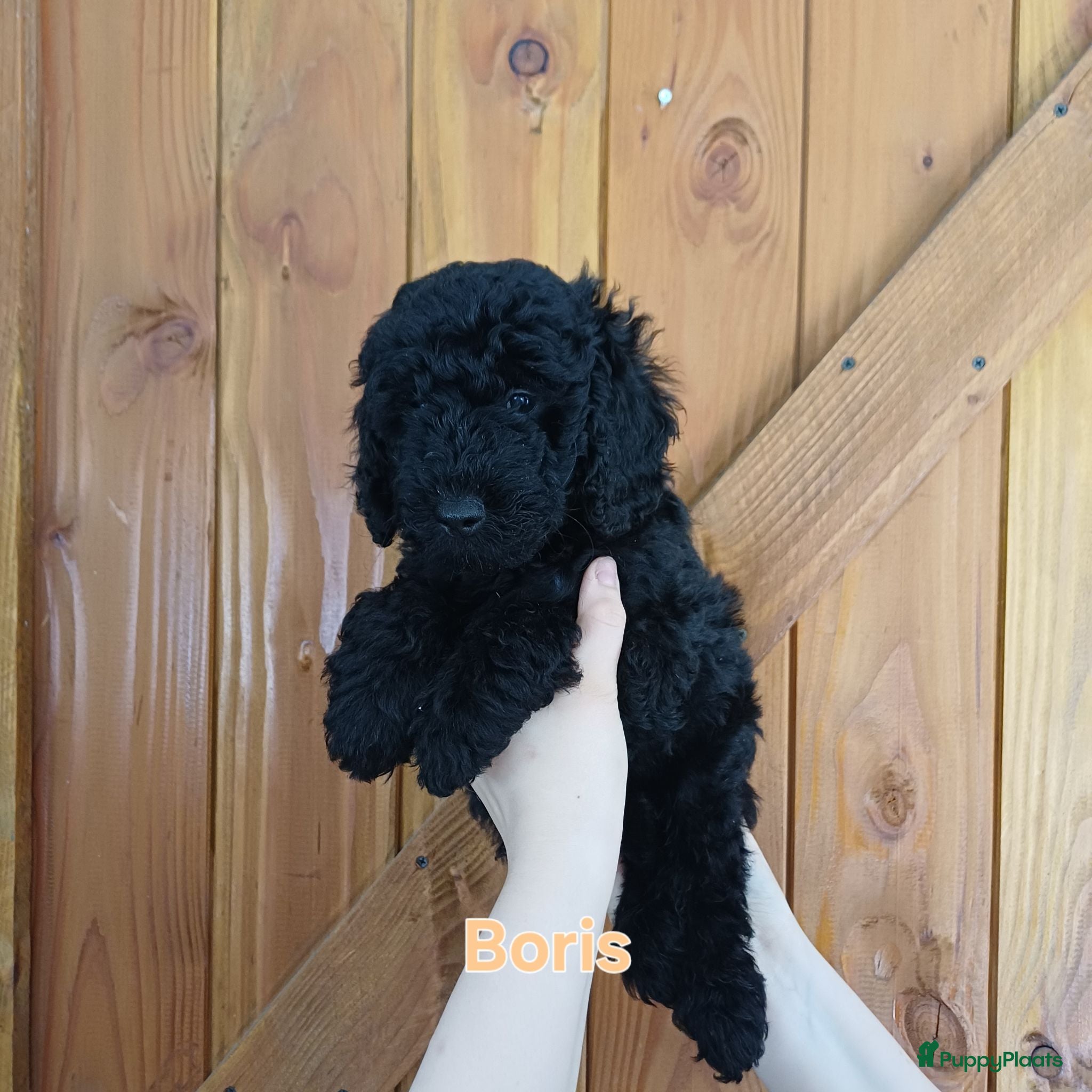 Labradoodle honden Direct beschikbaar 2 prachtige labradoodle reutjes - Advertentie 2