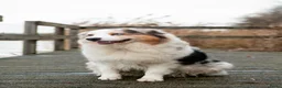 Australian Shepherd honden te koop: Australian Shepherd pupje met FCI stamboom - Advertentie 17
