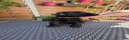 Riesenschnauzer honden te koop: Reuzenschnauzer met FCI-stamboom - Advertentie 2