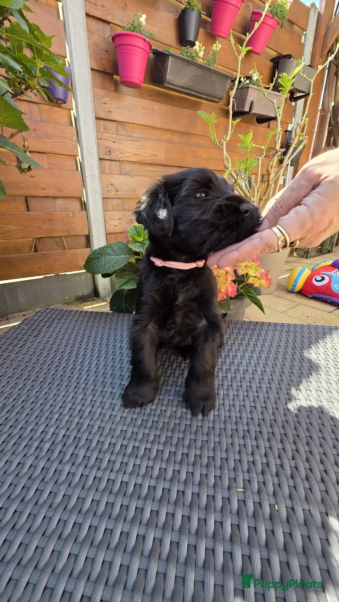 Riesenschnauzer honden te koop: Reuzenschnauzer met FCI-stamboom - Advertentie 2