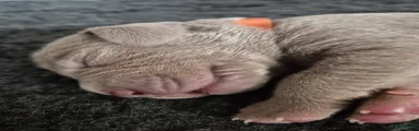 Oranje