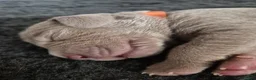 Kruising honden te koop: Hele mooie Labmaraner (Labrador x Weimaraner) pups - Advertentie 16