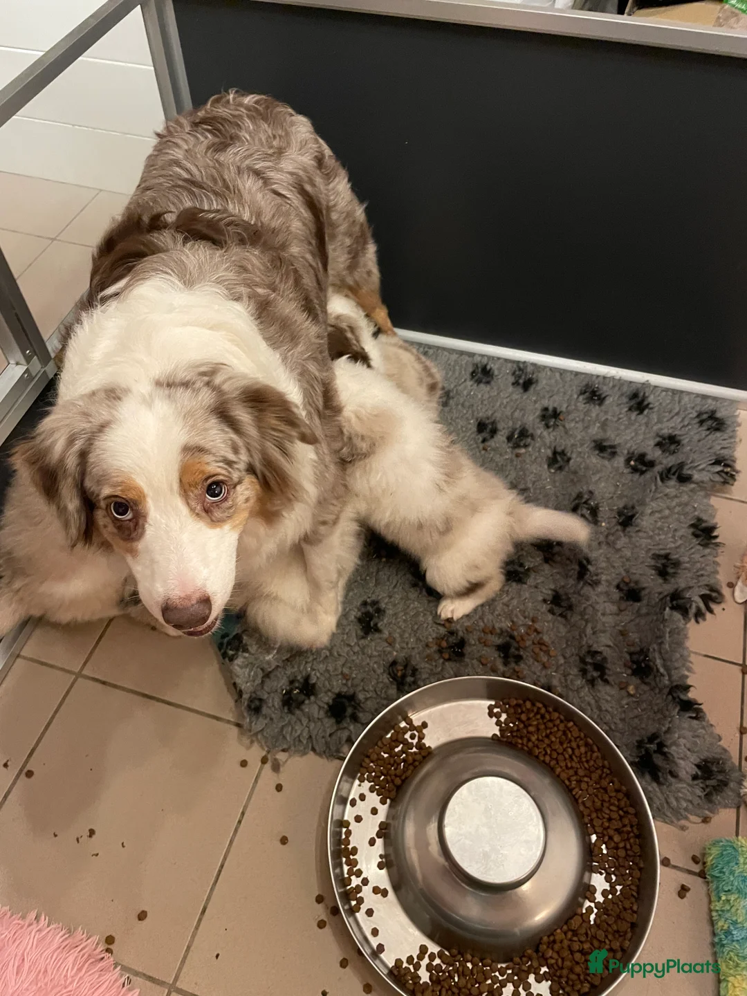 Australian Shepherd honden te koop: Australische herder pups - Advertentie 3