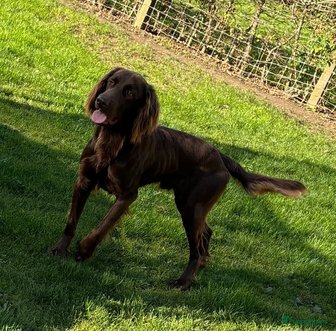 Duitse Staande Hond Langhaar honden te koop: Verwacht duitse staande Langhaar pups - Advertentie 5