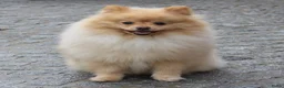 Pomeriaan honden te koop: Pomeriaan pups - Advertentie 13